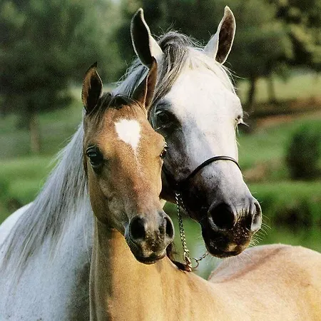 Assisivm Antica Dimora Ad